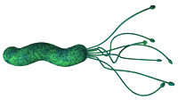 Helicobacter pylori