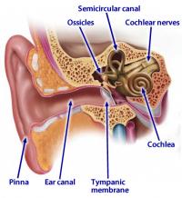 Anatomy of ear