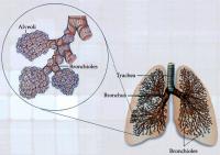 Anatomy of lungs