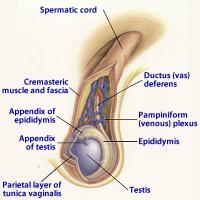 Anatomy of testicles