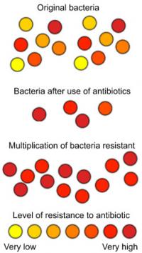 Antibiotic resistance