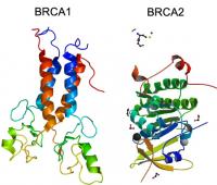 BRCA1 and BRCA2 genes