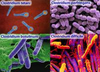 Clostridium bacteria