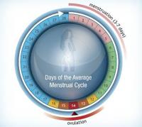 Days of average menstrual cycle