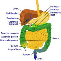 Digestive system