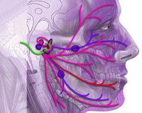 Facial nerves