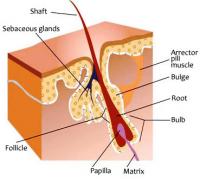 Follicle structure