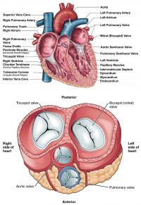 Heart anatomy