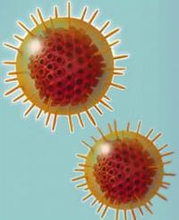 Herpes simplex virus