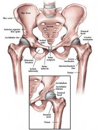Hip anatomy