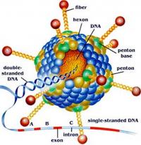 Human papillomavirus structure
