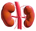 Kidneys