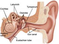 Labyrinth - inner ear