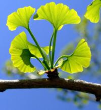 Leaves of ginkgo biloba