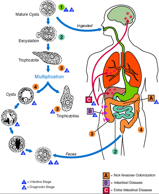 Entamoeba Histolytica | www.pixshark.com - Images ...