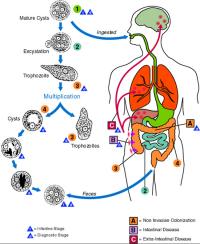 Life cycle of Entamoeba histolytica