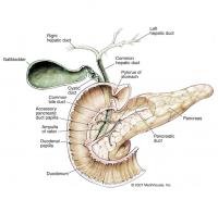 Location of the pancreas