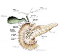 Location of the pancreas