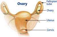 Ovary