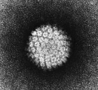Papillomavirus under microscope