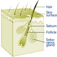 Pilo-sebaceous unit