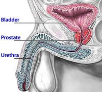 Prostate gland