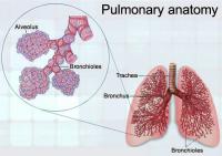 Pulmonary anatomy