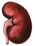 Renal failure