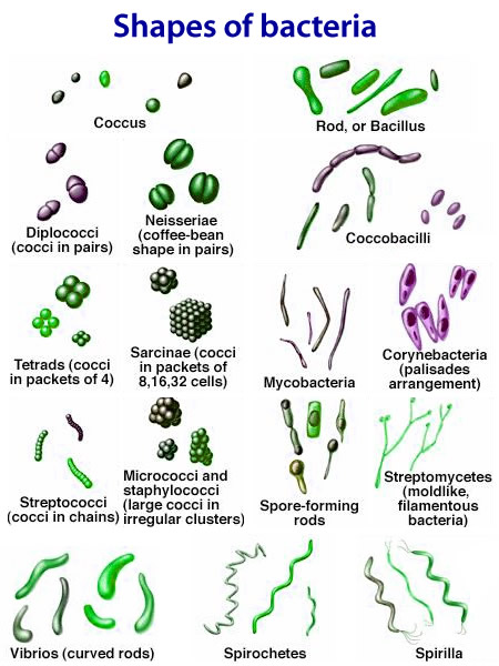 different types of bacteria shapes and info