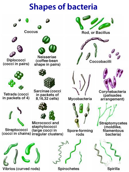 different types of bacteria shapes and info different types of bacteria shapes and info