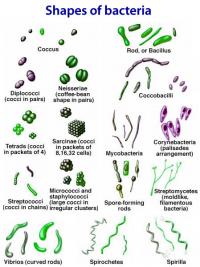Shapes of bacteria