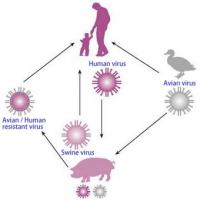 Swine flu transmission