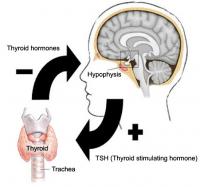 Thyroid function