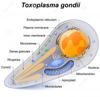 Toxoplasma gondii structure