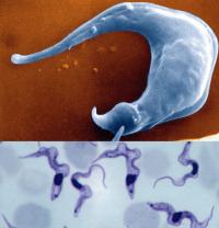 Trypanosoma cruzi