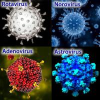 Viral gastroenteritis causes