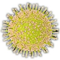 Virus