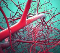 Blood vessels