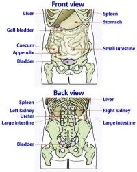 Abdominal organs