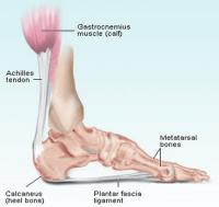 Achilles tendon