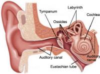 Anatomy of the ear