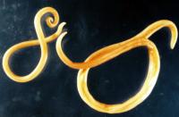 Ancylostoma worms