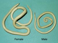 Ascaris Lumbricoides female and male
