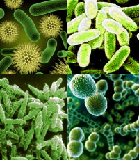 Bacteria