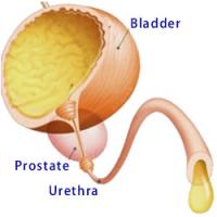 Bladder
