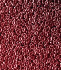 Blood cells