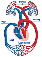Blood circulation