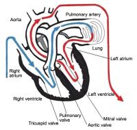 Blood circulation in heart