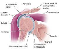 Coronal section of shoulder