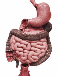 Diarrhea